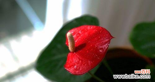 以红掌为主题的文化寓意与象征意义解析 红掌的寓意及象征意义