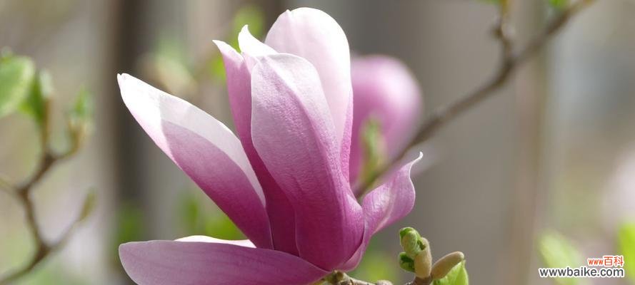 揭示红玉兰花花语中的生命力与美好 红玉兰花花语