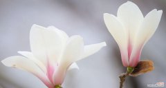 揭示红玉兰花花语中的生命力与美好 红玉兰花花语