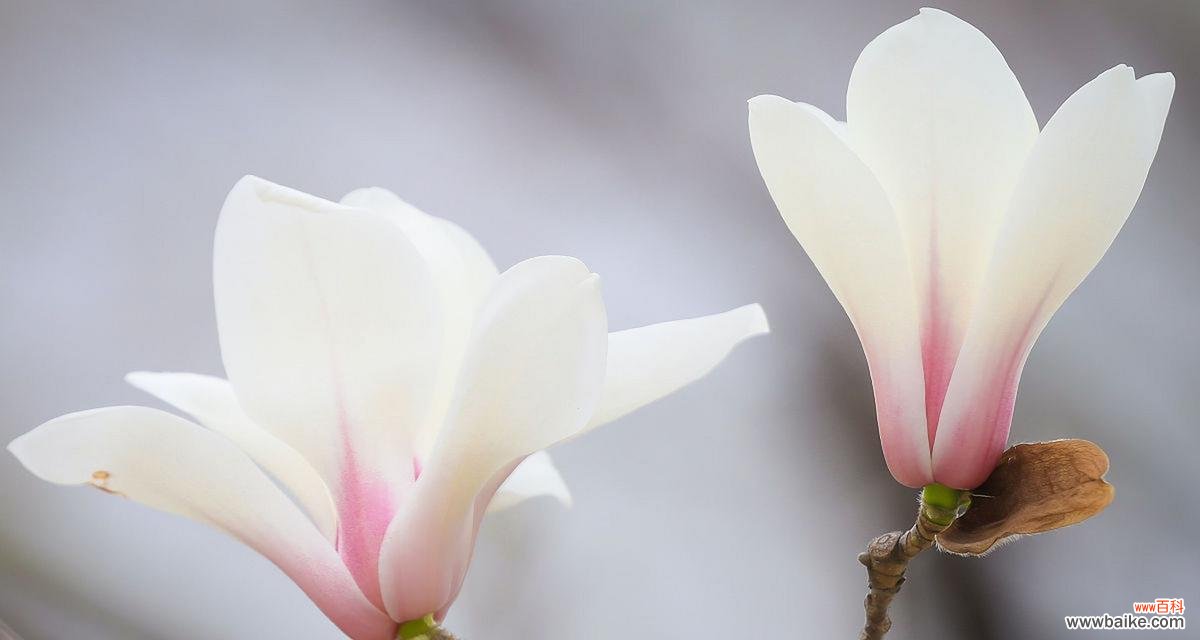 揭示红玉兰花花语中的生命力与美好 红玉兰花花语