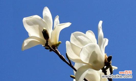 揭示红玉兰花花语中的生命力与美好 红玉兰花花语