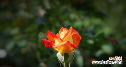 追寻红月季花的浪漫之旅 红月季花语