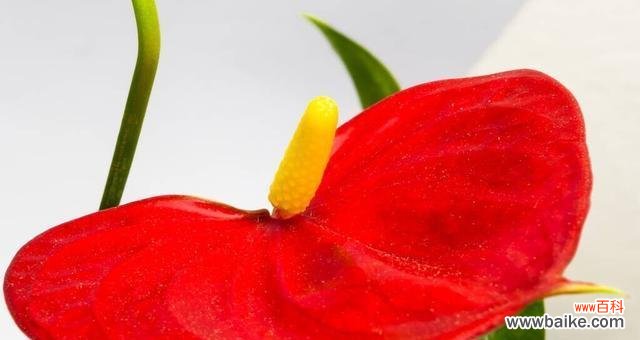 红掌花花语的意义与传承 红掌花花语与人生的深刻启示