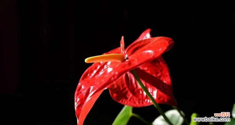 红掌花花语的意义与传承 红掌花花语与人生的深刻启示