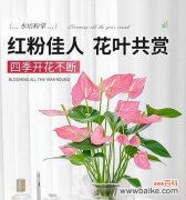 以水培红掌为窗 探索红掌花语的美丽世界