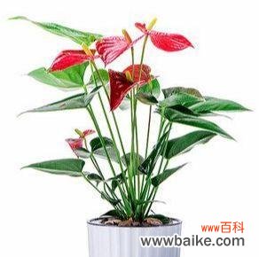 以水培红掌为窗 探索红掌花语的美丽世界