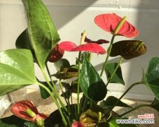 探索红掌花的内涵和意义 红掌花的花语及象征