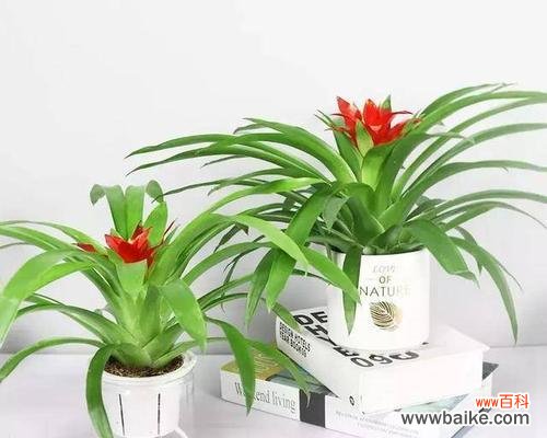 寓意吉祥美好 鸿运当头花的花语