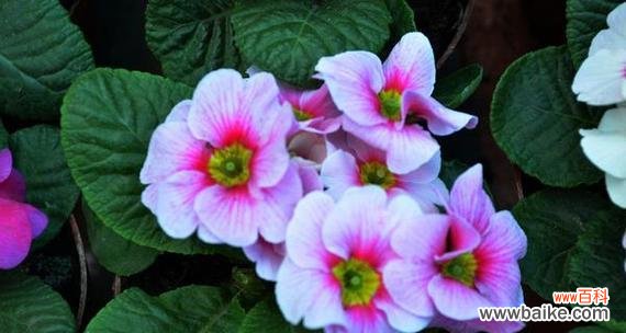 诠释沙漠中的生命奇迹 胡杨树的花语与寓意