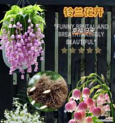 哪种花象征着纯洁无暇的爱情？