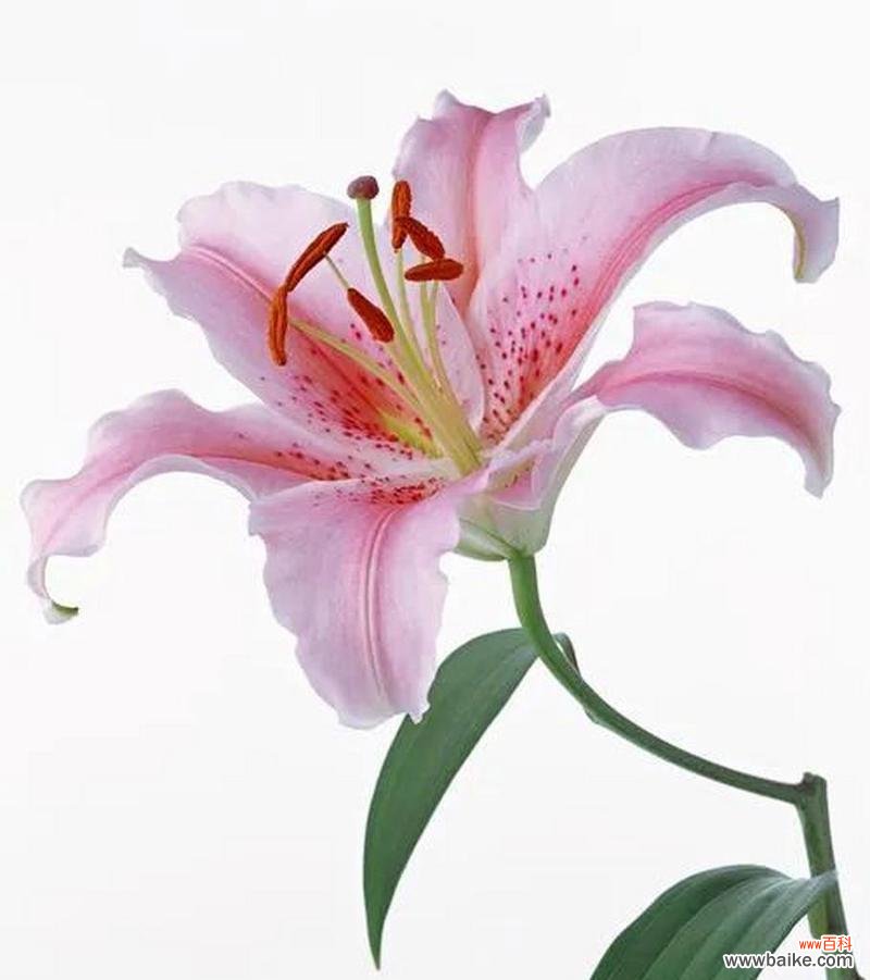 哪种花象征着纯洁无暇的爱情?