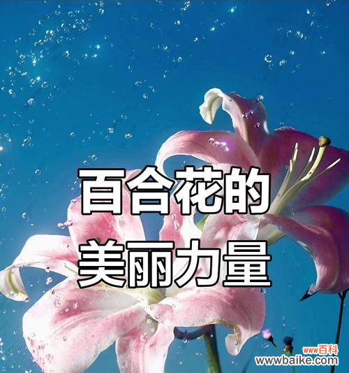 哪种花象征着纯洁无暇的爱情?