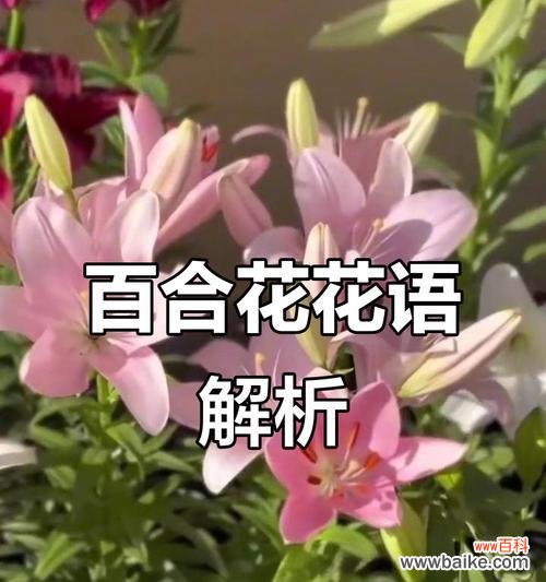 四朵花背后的浪漫寓意是什么？四朵花象征着什么浪漫意义？