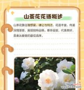 早上最浪漫的花语是什么？如何用花表达爱意？