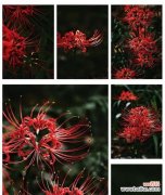 传说中的花有哪些寓意？