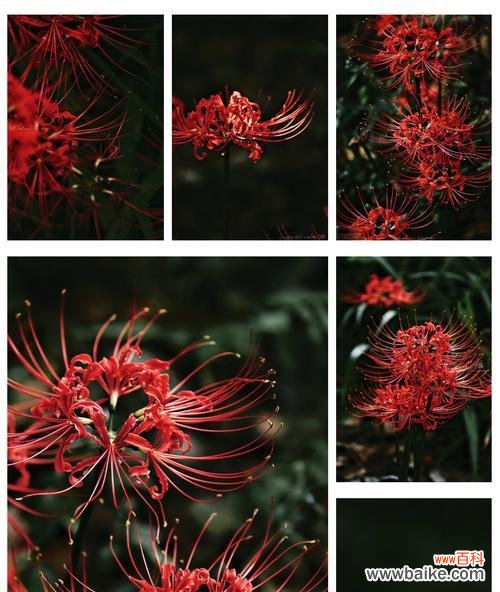 传说中的花有哪些寓意？