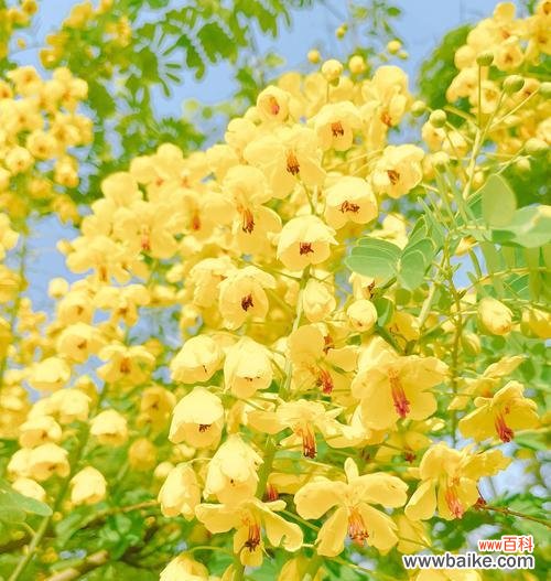 传说中的花有哪些寓意？