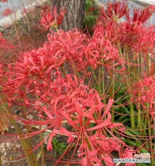 传说中的花有哪些寓意？