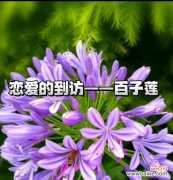 古代象征爱情的花有哪些？它们的古称是什么？