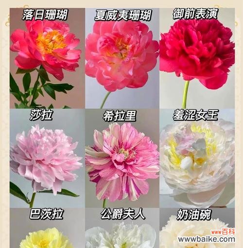 古代象征爱情的花有哪些?它们的古称是什么?