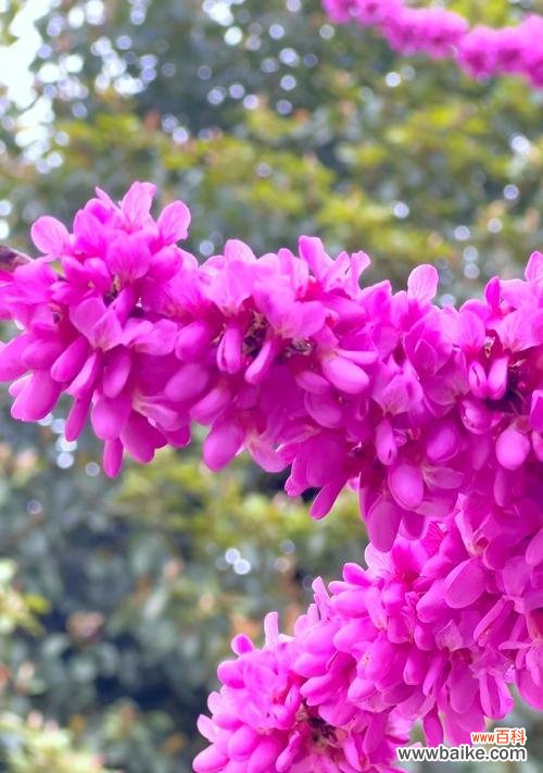 紫荆花的花语寓意爱情吗?