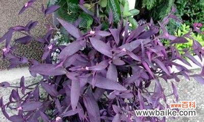 梧桐花的紫色寓意是什么?