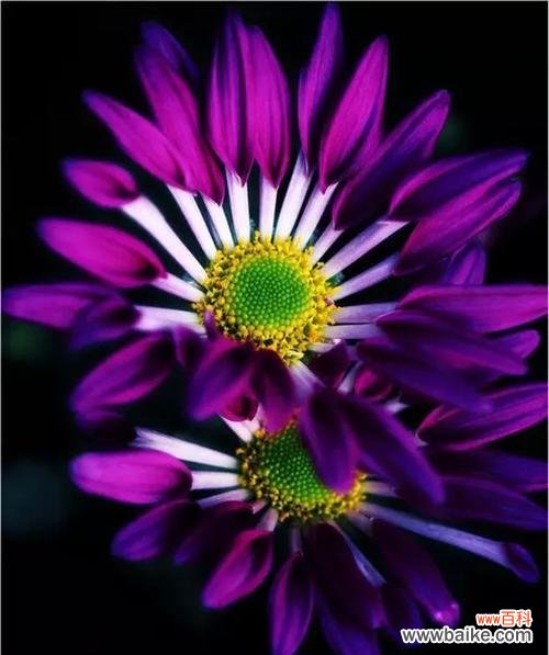 梧桐花的紫色寓意是什么?