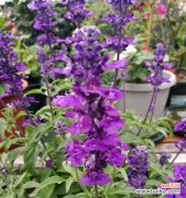 梧桐花的紫色寓意是什么？