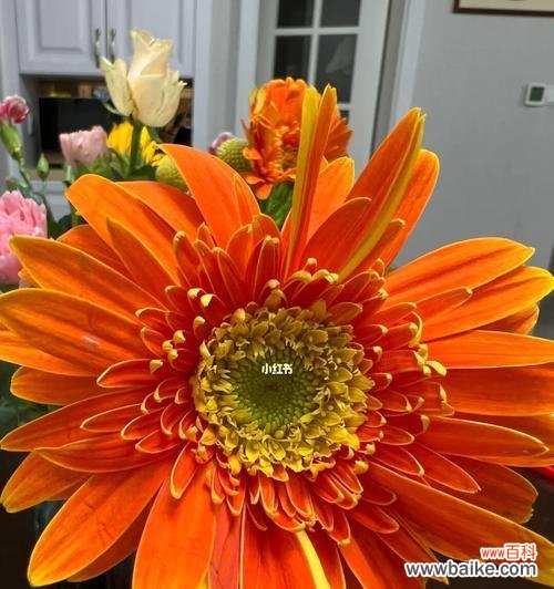 橙色花象征喜悦吗?有哪些花可以表达喜悦?