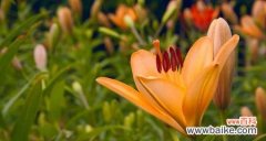 橙色花象征喜悦吗？有哪些花可以表达喜悦？