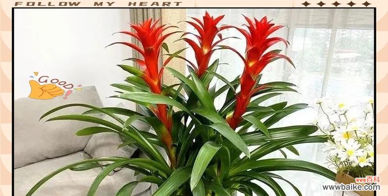 哪些花象征吉祥和发财?如何选择寓意吉祥的花卉?