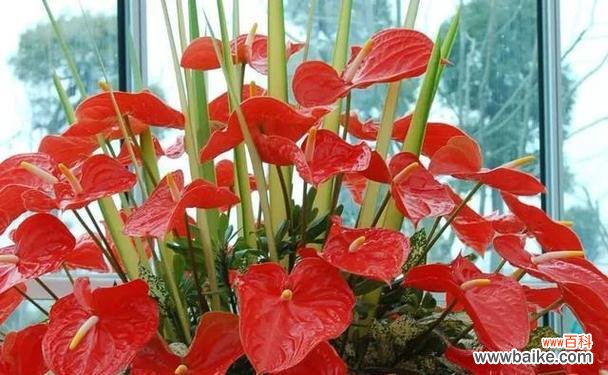 哪些花象征吉祥和发财?如何选择寓意吉祥的花卉?