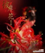 红色彼岸花的含义是什么？它象征着什么？