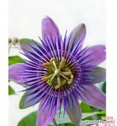 吉祥物象征功能的花有哪些？它们通常代表了什么？