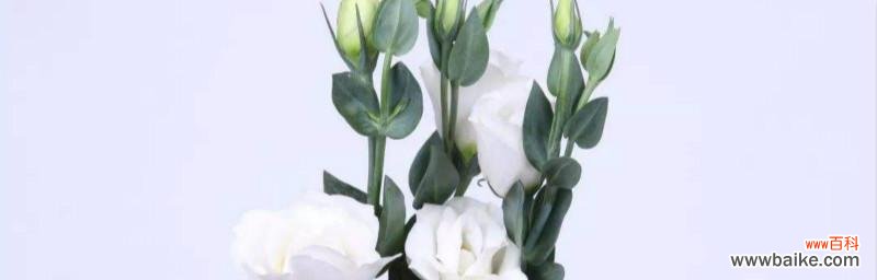 揭秘洋桔梗花的神秘符号与象征 洋桔梗花的花语及意义解读