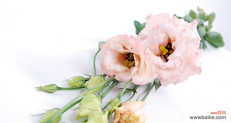 洋桔梗花语揭示人们情感和愿望的秘密 洋桔梗花语之色彩多样,每种颜色传递不同的寓意