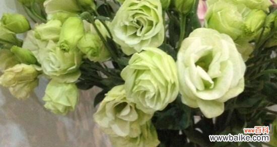 探究洋桔梗花语的美好寓意和深远影响 洋桔梗花语寓意及其重要性