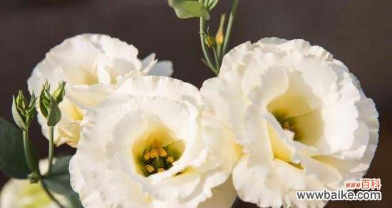 解读洋桔梗花语的深层寓意与象征意义 洋桔梗花语的含义及象征