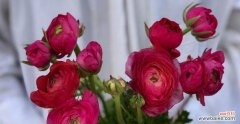 探索洋牡丹花语的象征意义 洋牡丹花语的深意