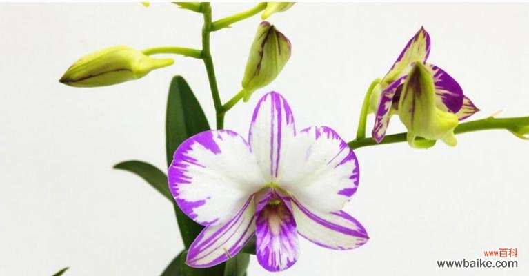 探索洋兰花的花语和象征意义 洋兰花的美丽与寓意