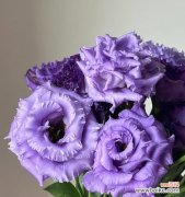 探索洋桔梗花卉的文化内涵与象征意义 洋桔梗的寓意及其象征意义