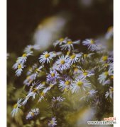 探寻野菊花的花语之谜 野菊花花语的寓意