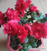 用爱呵护，开出心灵的花朵 以养杜鹃花的寓意