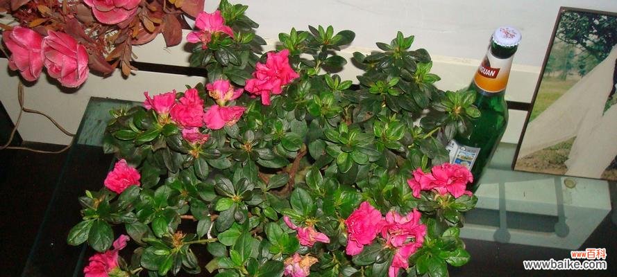 用爱呵护，开出心灵的花朵 以养杜鹃花的寓意