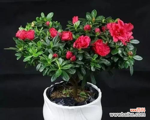 用爱呵护，开出心灵的花朵 以养杜鹃花的寓意