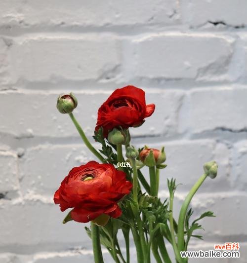 探秘洋牡丹花语的深意与传承 洋牡丹花语