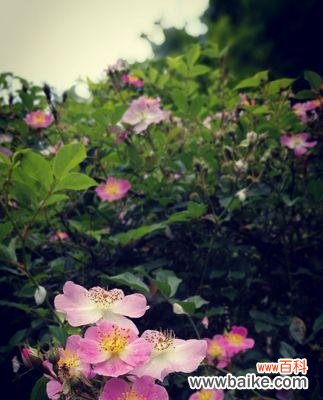 揭示野蔷薇传递的情感和文化内涵 野蔷薇的象征意义与美丽