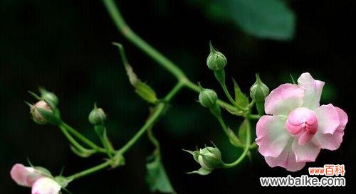 用一朵花的语言传递真情 野蔷薇花语的美丽寓意