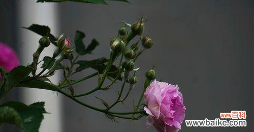 用一朵花的语言传递真情 野蔷薇花语的美丽寓意