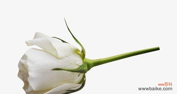 纯洁与无瑕的花朵世界 白玫瑰的象征意义